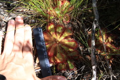 Drosera cuneifolia