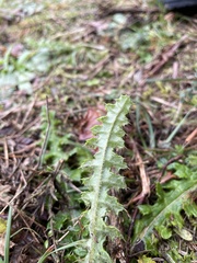 Cirsium filipendulum