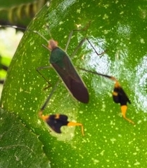 Anisoscelis marginellus