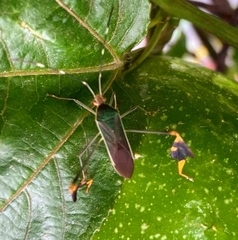 Anisoscelis marginellus