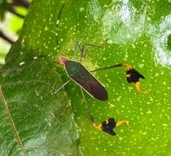 Anisoscelis marginellus