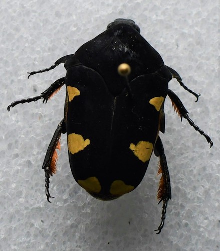Gymnetis holosericea