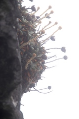 Oldenburgia intermedia