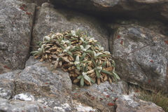 Oldenburgia intermedia