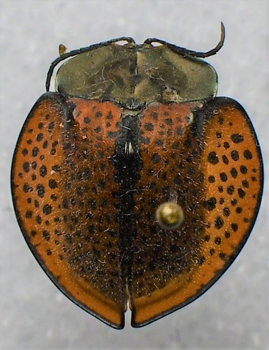 Stolas huanocensis