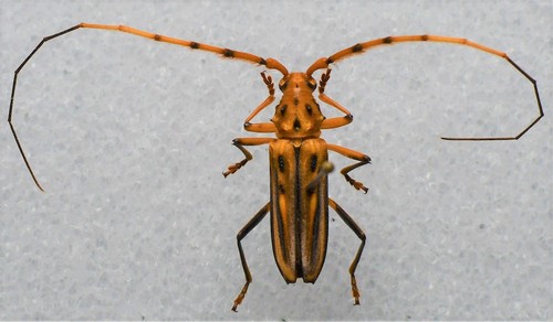 Ceragenia bicornis