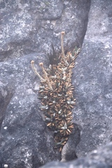 Oldenburgia intermedia