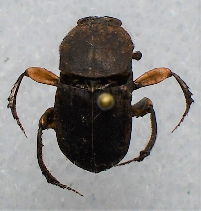 Eurysternus caribaeus