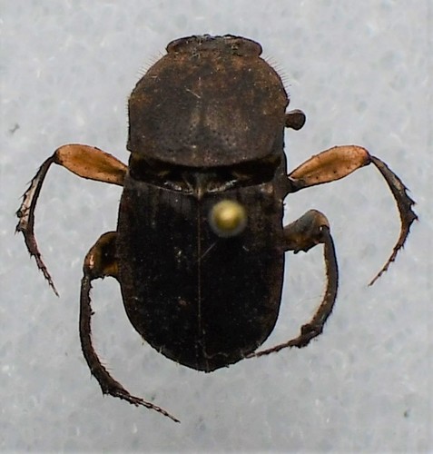 Eurysternus caribaeus