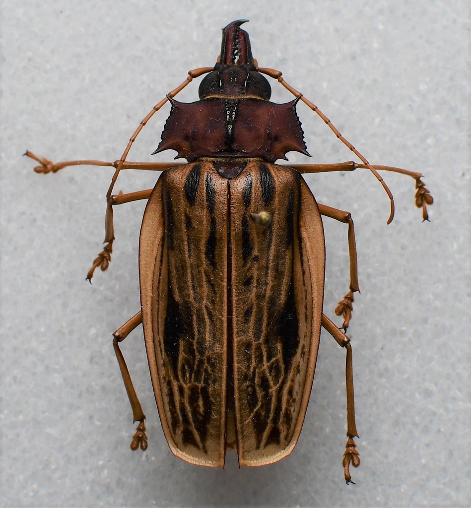 Macrodontia zischkai