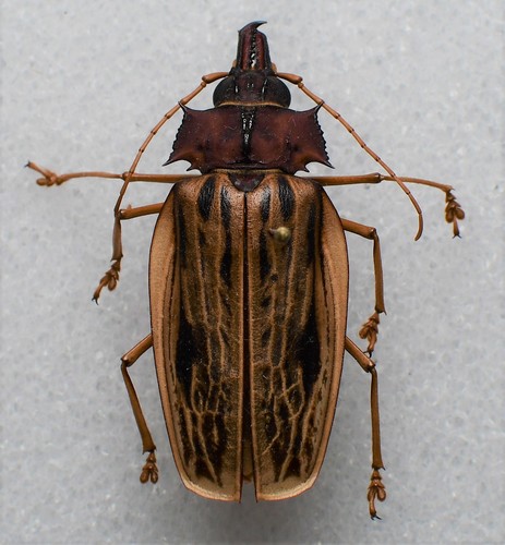 Macrodontia zischkai
