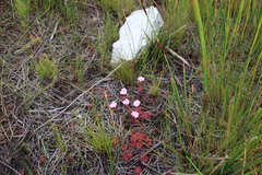 Drosera admirabilis