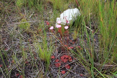 Drosera admirabilis
