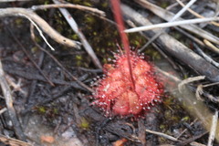Drosera admirabilis