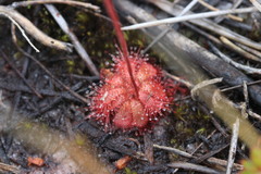 Drosera admirabilis