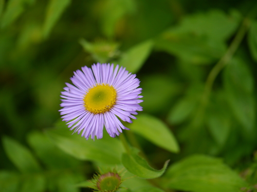 Himalayan fleabane (Erigeron multiradiatus)