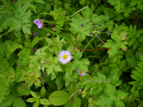 Erigeron multiradiatus, photograph 1