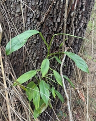 Philodendron propinquum