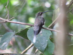 Phaethornis hispidus