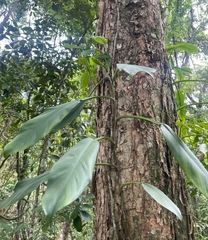Philodendron propinquum