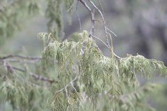 Juniperus flaccida