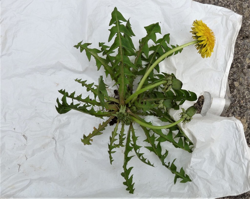 toothed dandelion