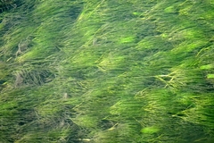 Ranunculus kauffmannii