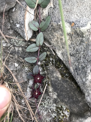 Ceropegia coddii