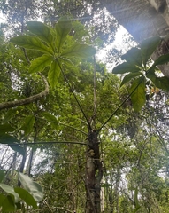 Anthurium pentaphyllum