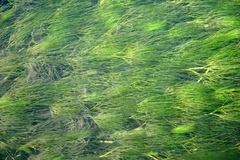 Ranunculus kauffmannii