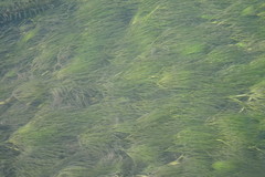 Ranunculus kauffmannii