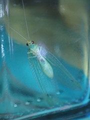 Leucochrysa floridana