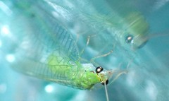 Leucochrysa floridana