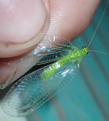 Leucochrysa floridana