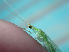 Leucochrysa floridana