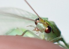 Leucochrysa floridana
