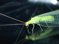 Leucochrysa floridana