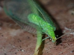 Leucochrysa floridana