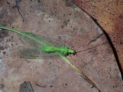 Leucochrysa floridana