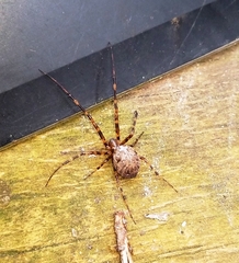 Azilia affinis
