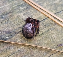 Azilia affinis