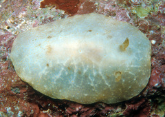 Halgerda