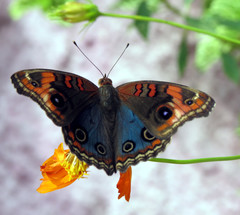 Junonia genoveva