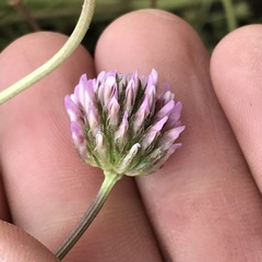 Trifolium ciliolatum