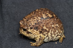Breviceps gibbosus