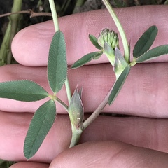 Trifolium ciliolatum