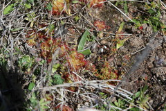 Drosera trinervia