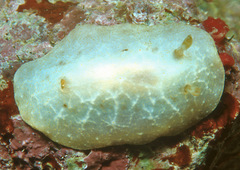 Halgerda