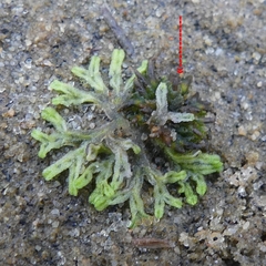 Notothylas orbicularis