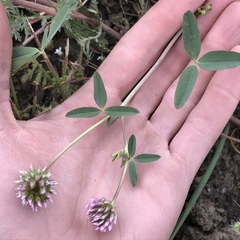 Trifolium ciliolatum